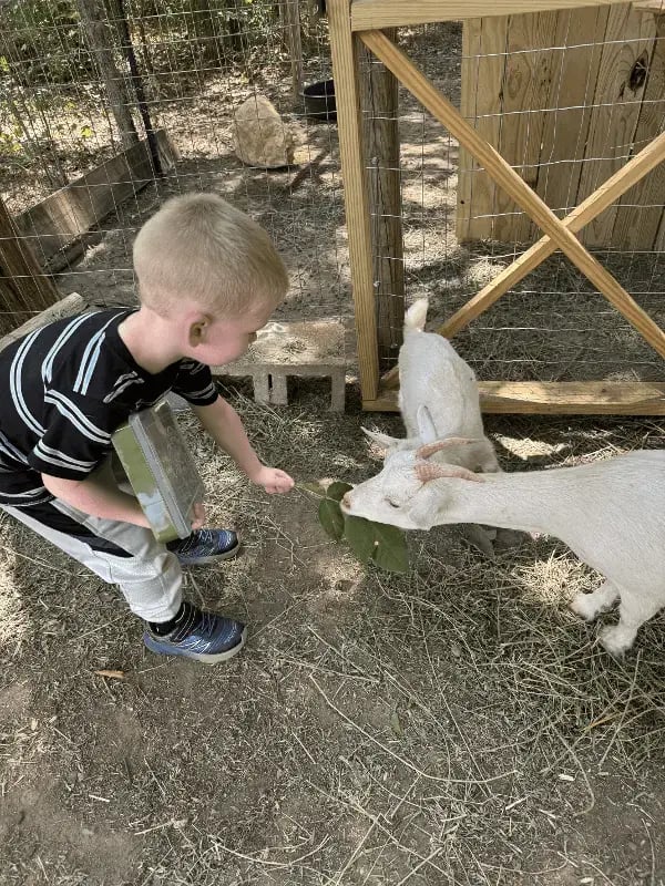 benji-feeding-goats