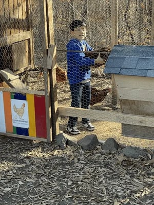 Boy holding a chicken