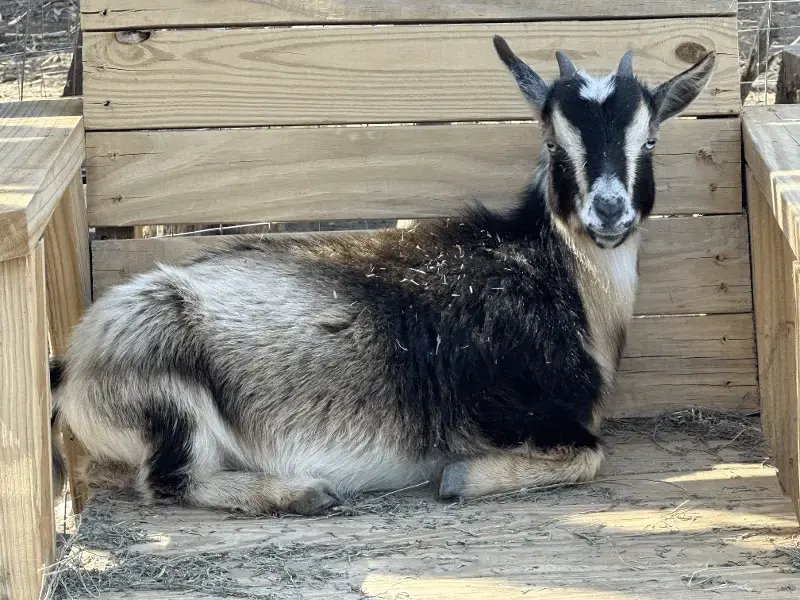 Goat laying on a bench seat