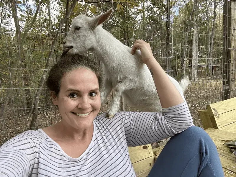 Rebecca with a goat eating her hair